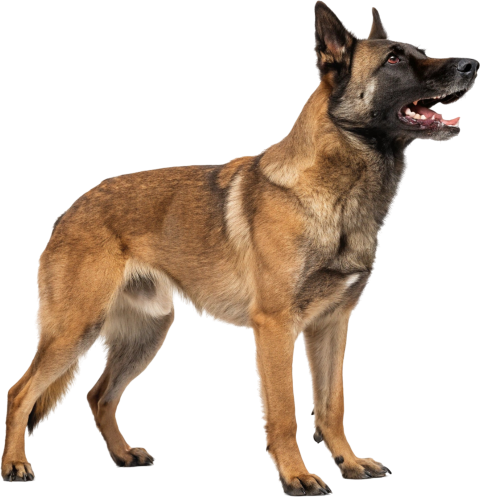A working dog standing.